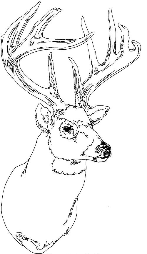 deer head rack sketches coloring pages - photo #7
