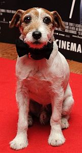 Uggie, the dog from the film The Artist, wearing a bowtie on the red carpet..