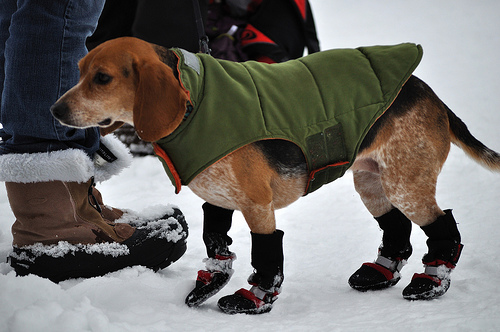 A beagle wearing a coat and snow booties.
