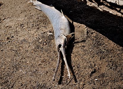 A longnose gar found on a beach along the St. Croix River in Minnesota.