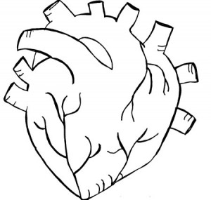 Drawing of a normal human heart.