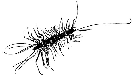 A drawing of a centipede.